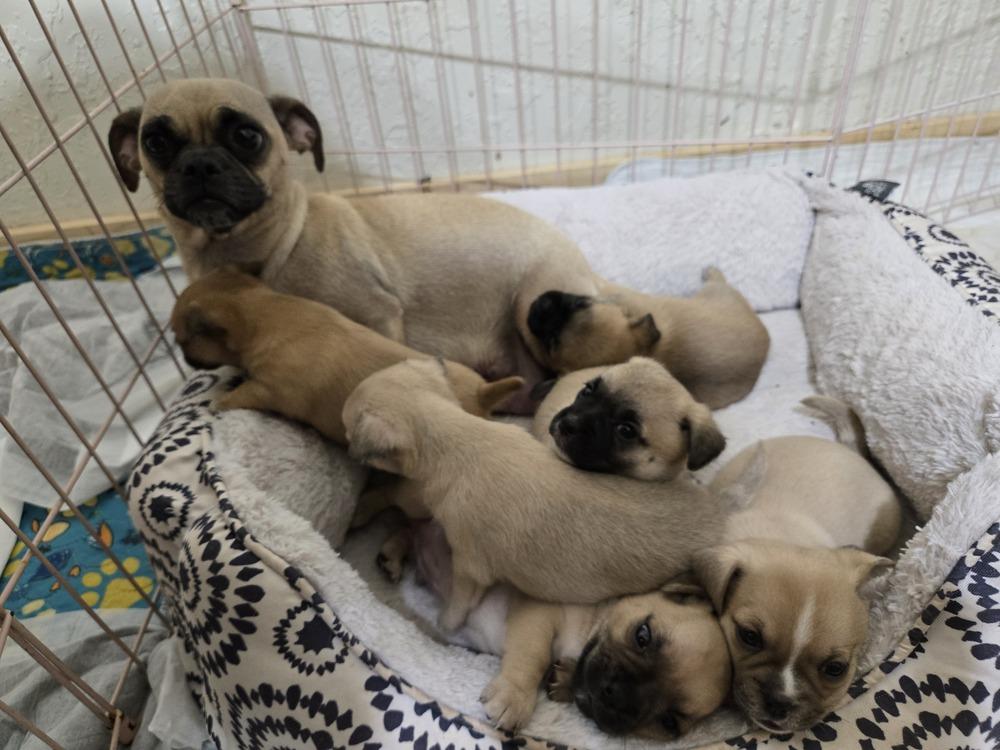 Enlarge Starla's puppies, a Adoptable mixed breed in Bend, OR image 3/5