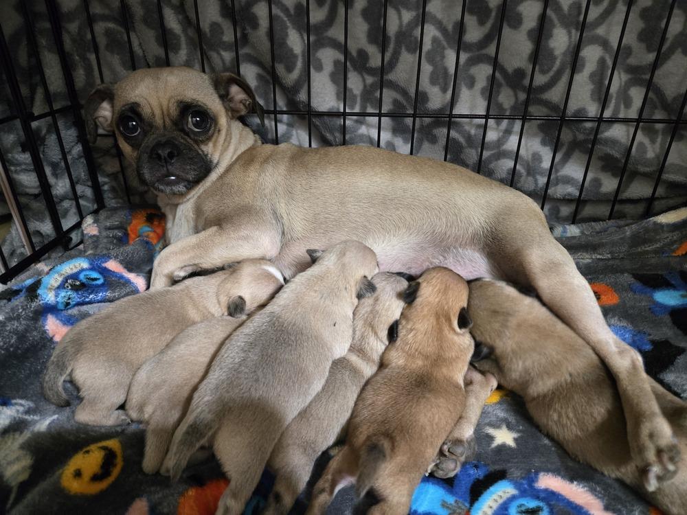 Enlarge Starla's puppies, a Adoptable mixed breed in Bend, OR image 4/5