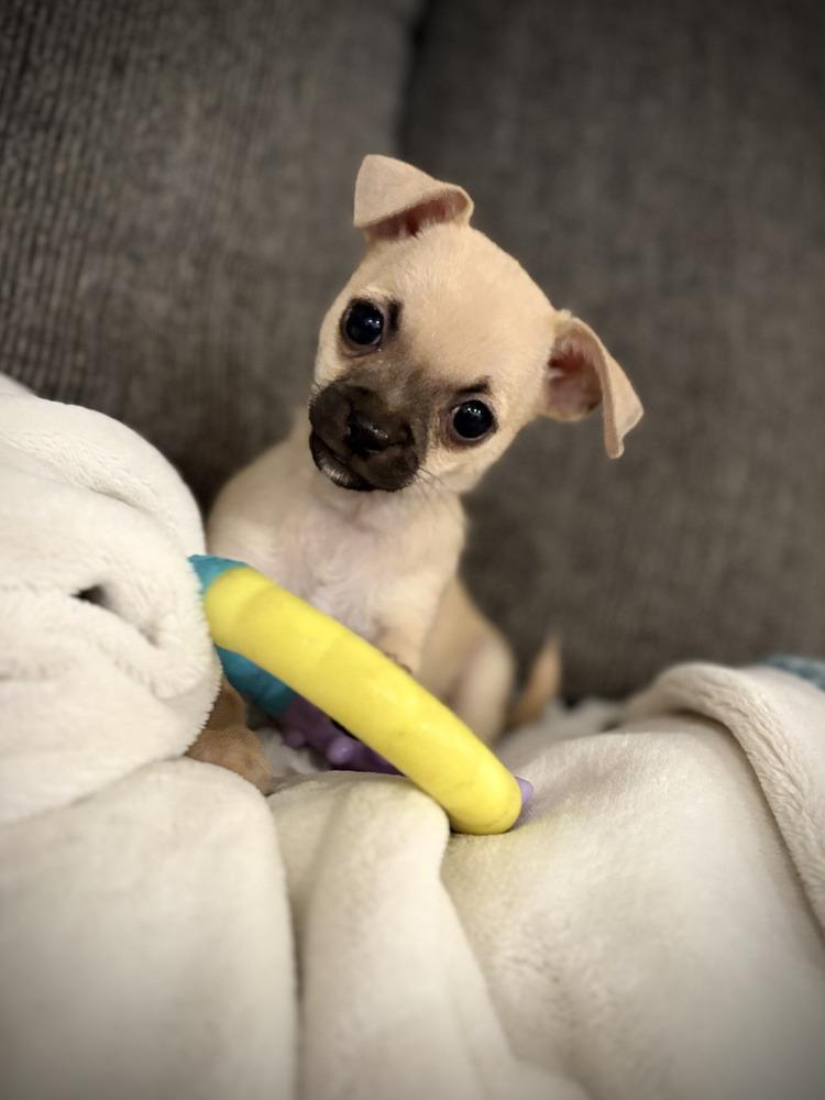 Enlarge Starla's puppies, a Adoptable mixed breed in Bend, OR image 5/5