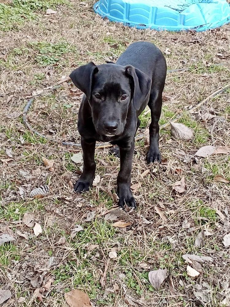 George Grey, Adoptable, Puppy Male Hound.
