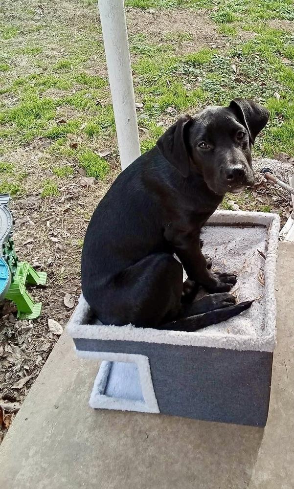 Enlarge George Grey, a Adoptable mixed breed in Boston, MA image 2/4