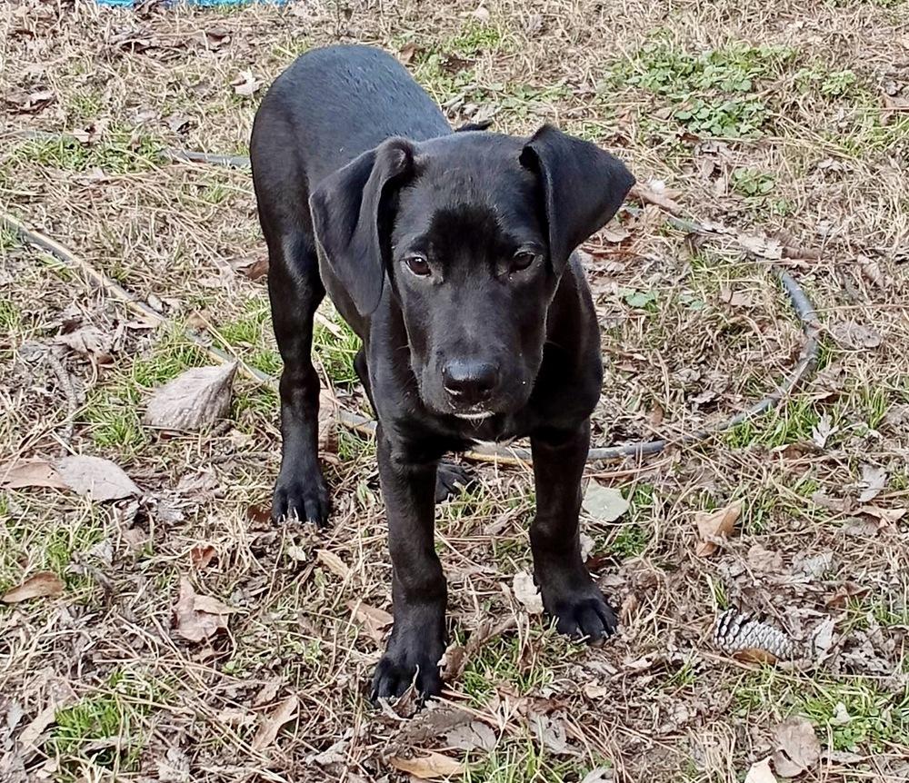 Enlarge George Grey, a Adoptable mixed breed in Boston, MA image 3/4