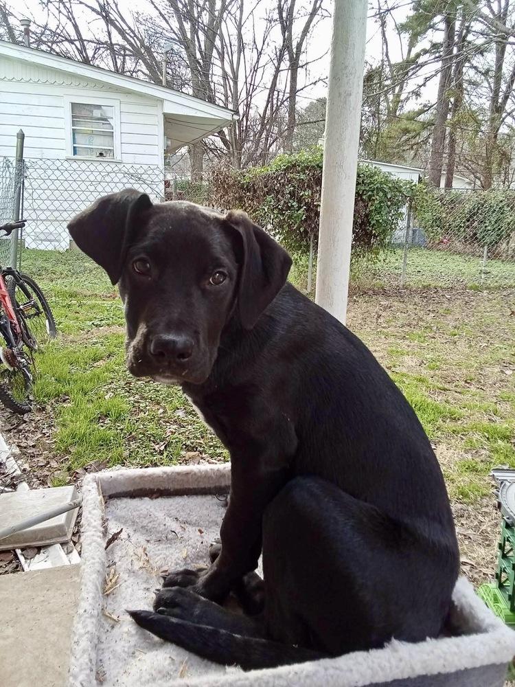 Enlarge George Grey, a Adoptable mixed breed in Boston, MA image 4/4