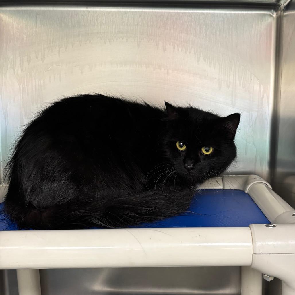 Bailey, Adoptable, Adult Female Domestic Long Hair & Domestic Short Hair.
