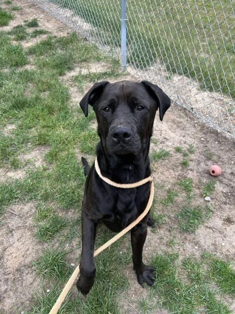 Zeus, Adult Male Pit Bull Terrier