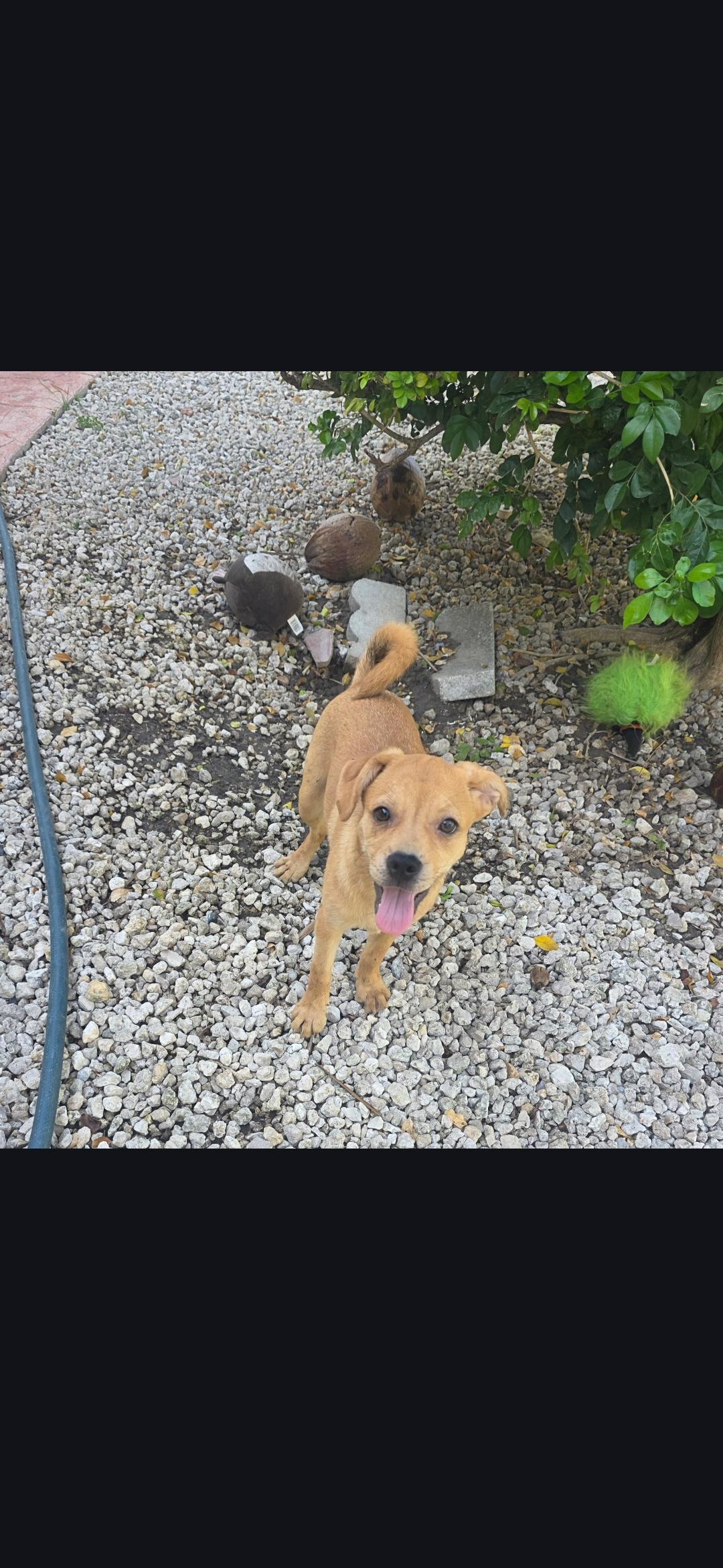 Paige, adoptable, Puppy Female Pug.