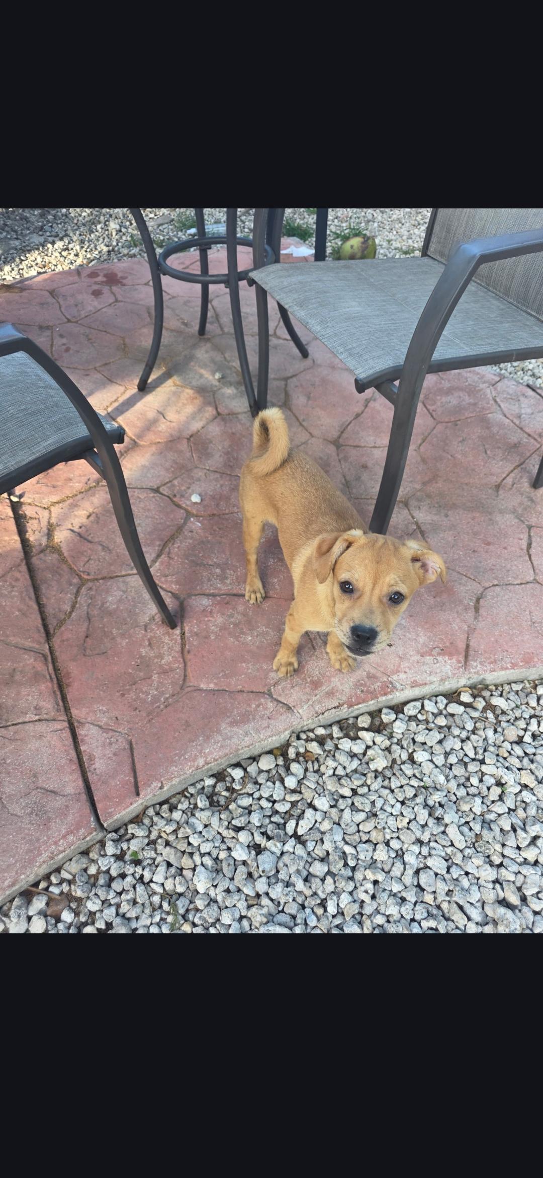 Enlarge Paige, an adoptable mixed breed in Miami, FL image 2/2