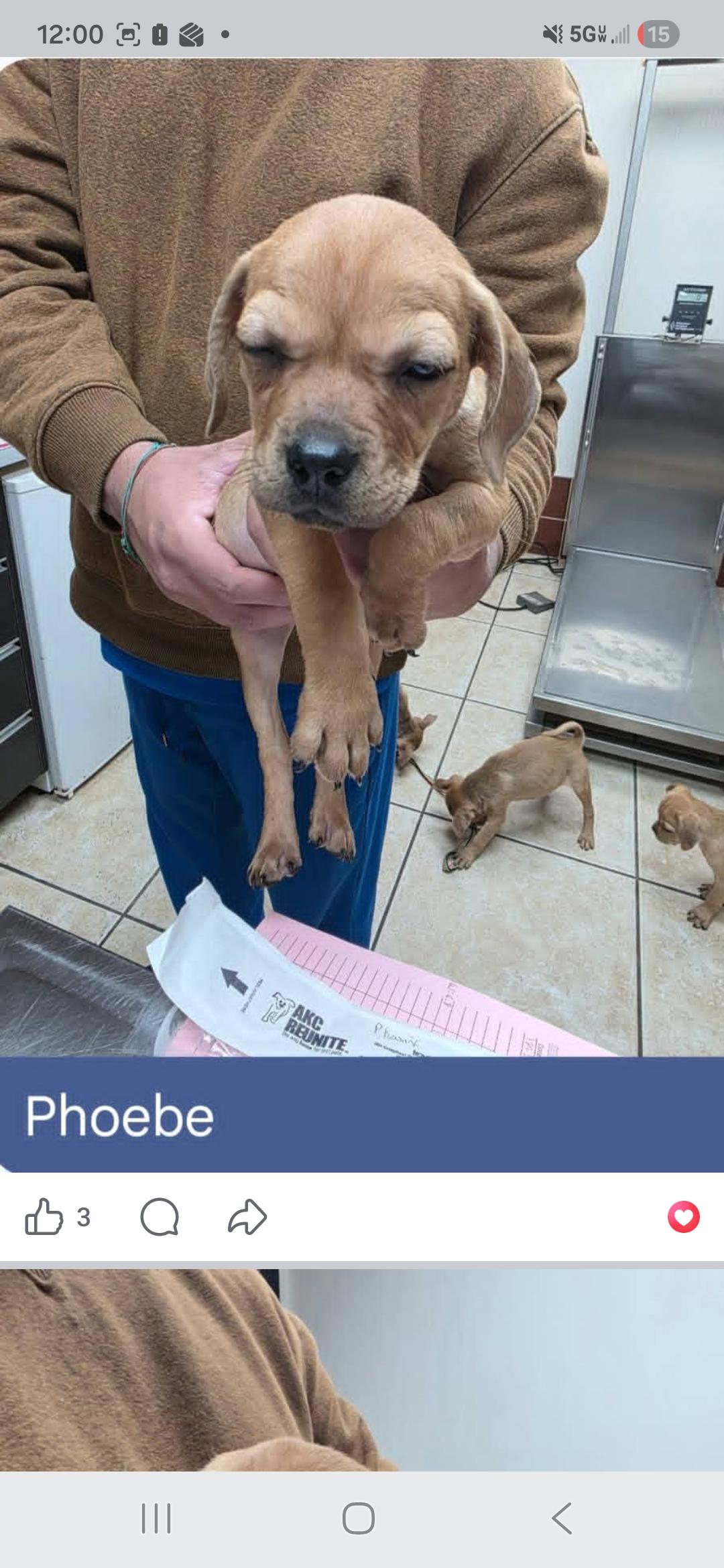 Enlarge Phoebe, Penelope, Phoenix, Paige, Paisley , a ADOPTABLE mixed breed in Miami, FL image 4/6