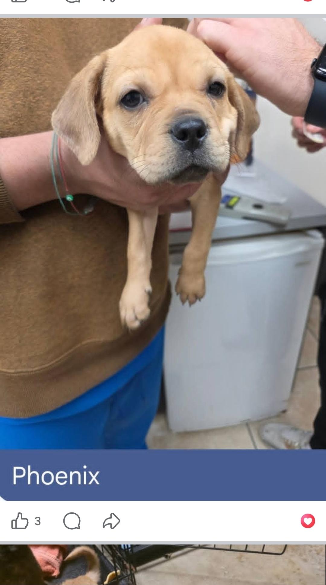 Enlarge Phoebe, Penelope, Phoenix, Paige, Paisley , a ADOPTABLE mixed breed in Miami, FL image 6/6