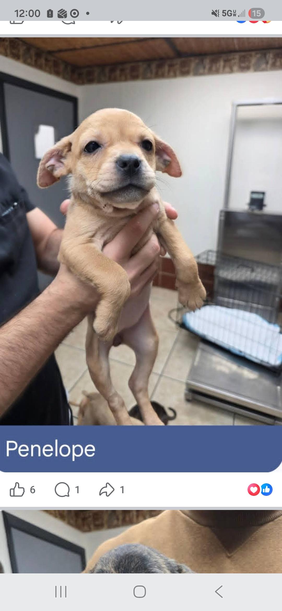 Enlarge Phoebe, Penelope, Phoenix, Paige, Paisley , a ADOPTABLE mixed breed in Miami, FL image 3/6