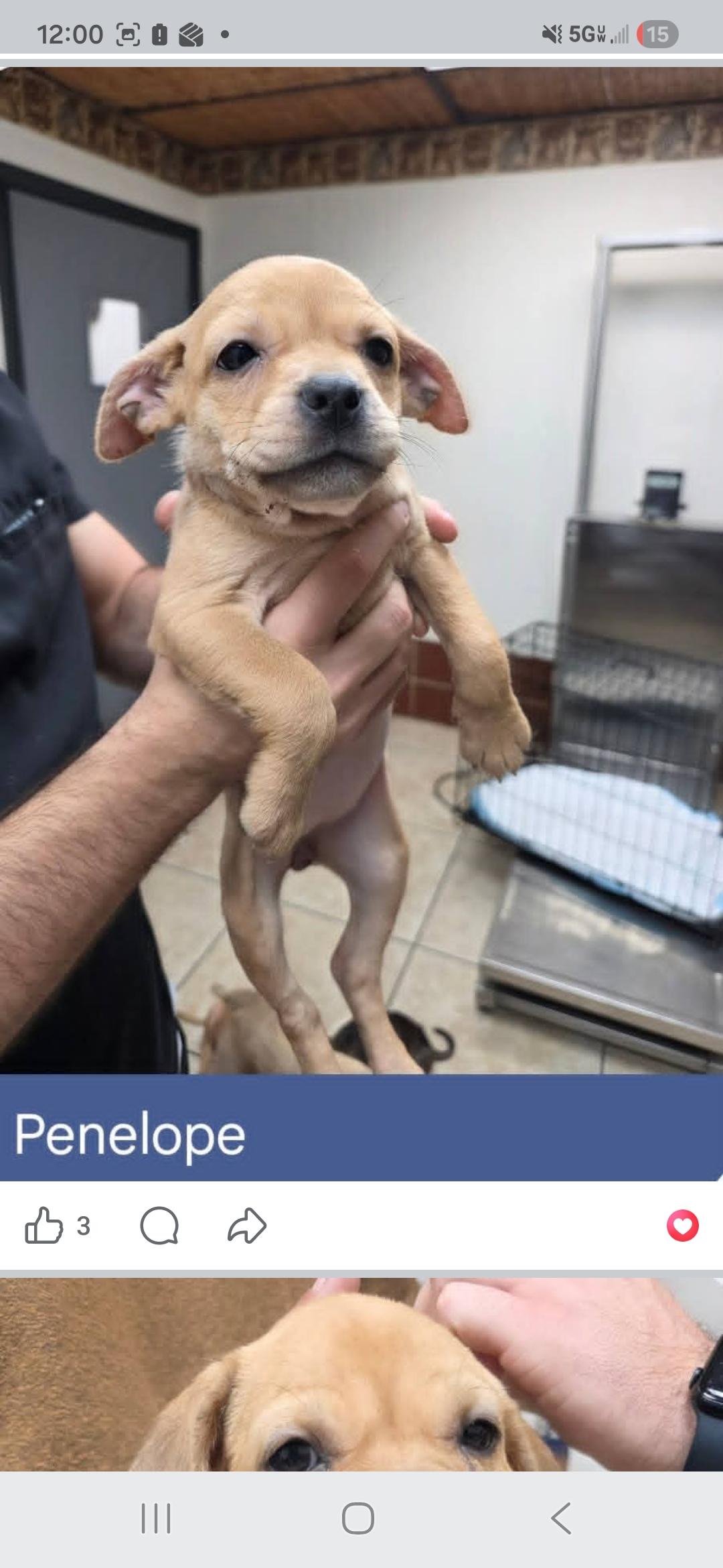 Enlarge Phoebe, Penelope, Phoenix, Paige, Paisley , a ADOPTABLE mixed breed in Miami, FL image 2/6