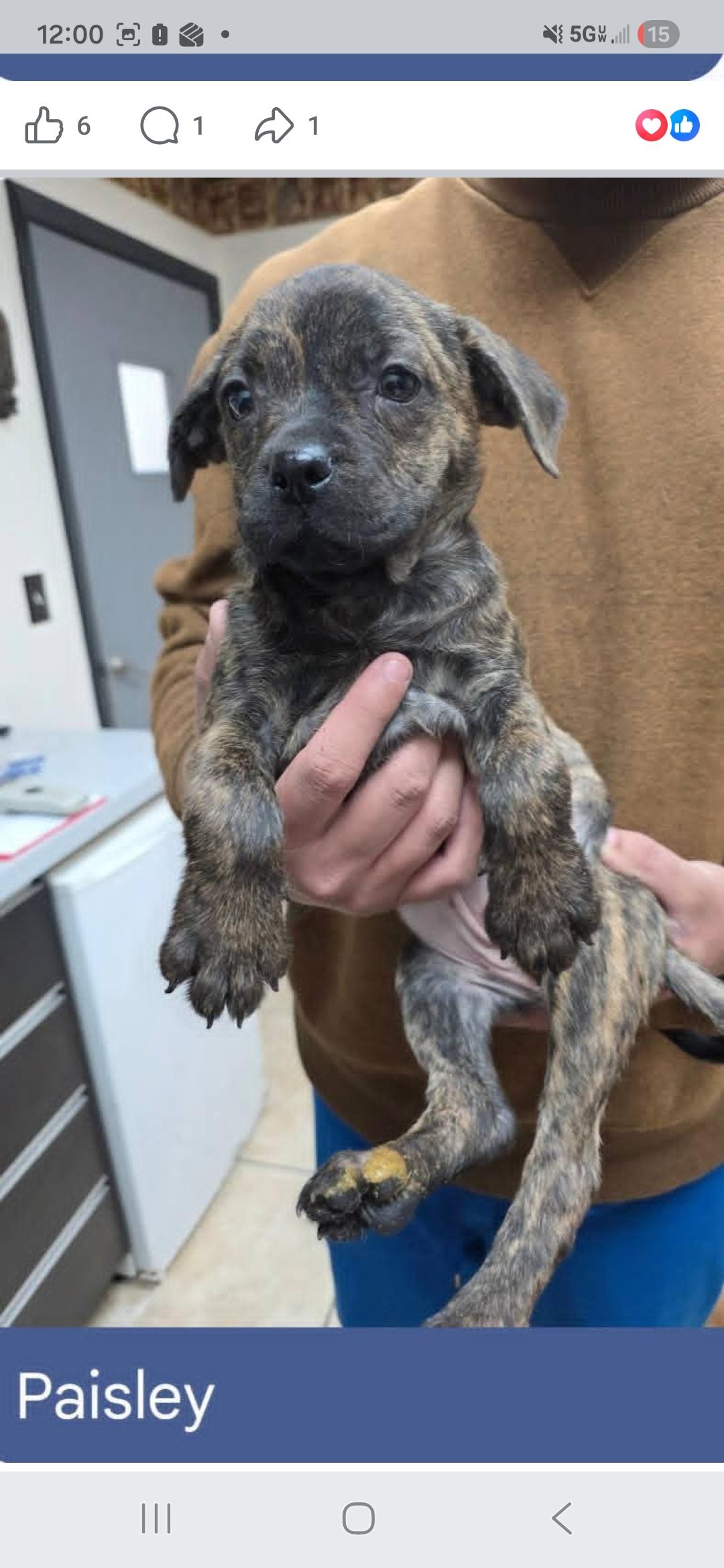 Enlarge Phoebe, Penelope, Phoenix, Paige, Paisley , a ADOPTABLE mixed breed in Miami, FL image 5/6