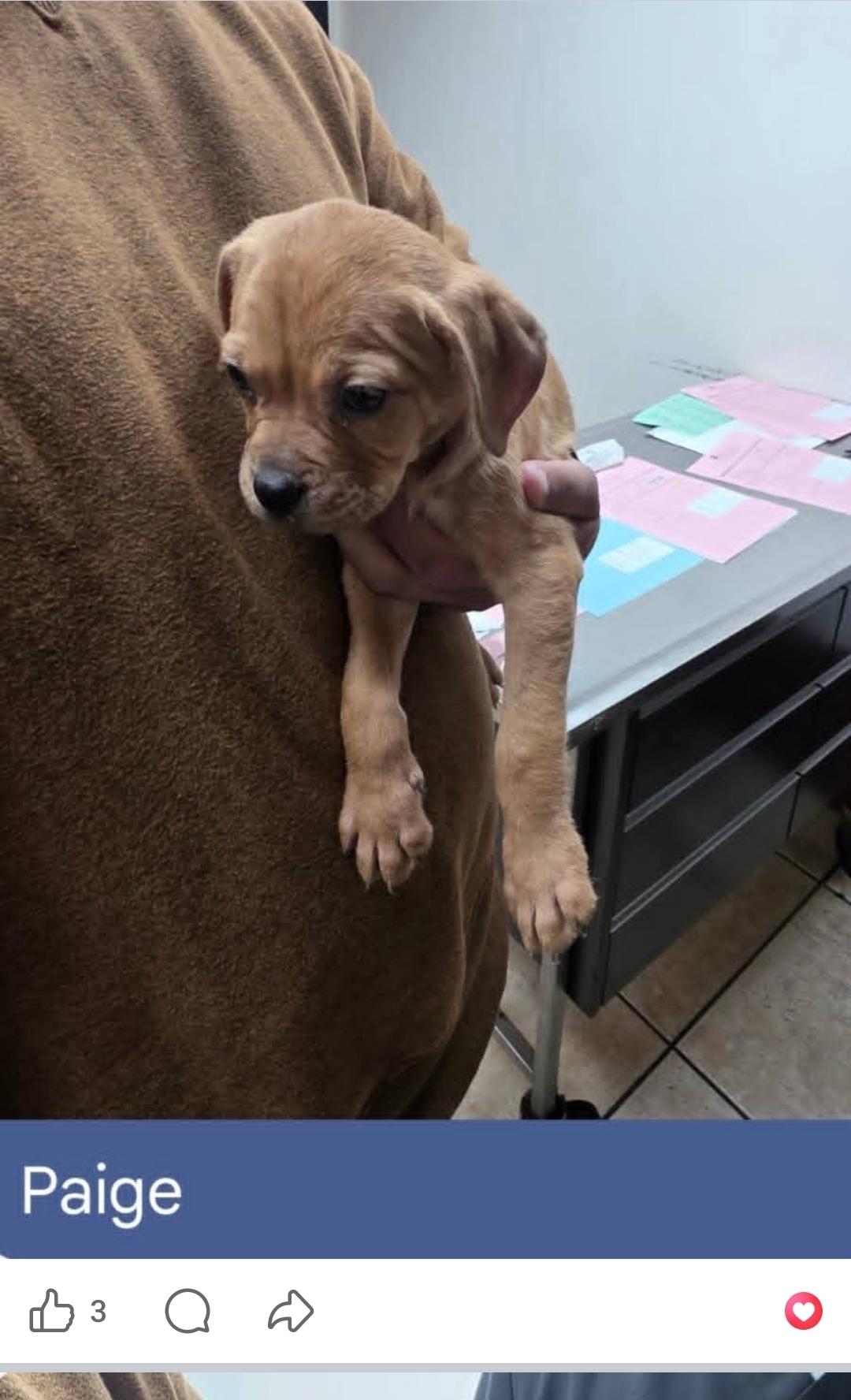 Enlarge Phoebe, Penelope, Phoenix, Paige, Paisley , a ADOPTABLE mixed breed in Miami, FL image 1/6