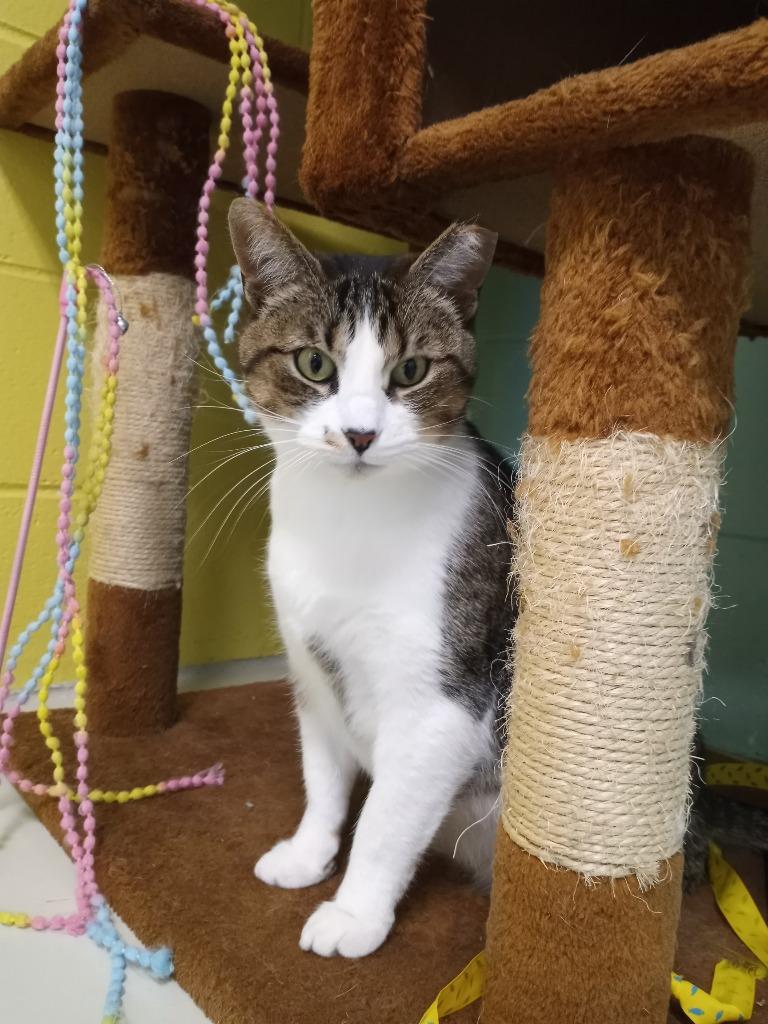 Normeow Bates, Adoptable, Young Female Domestic Short Hair.