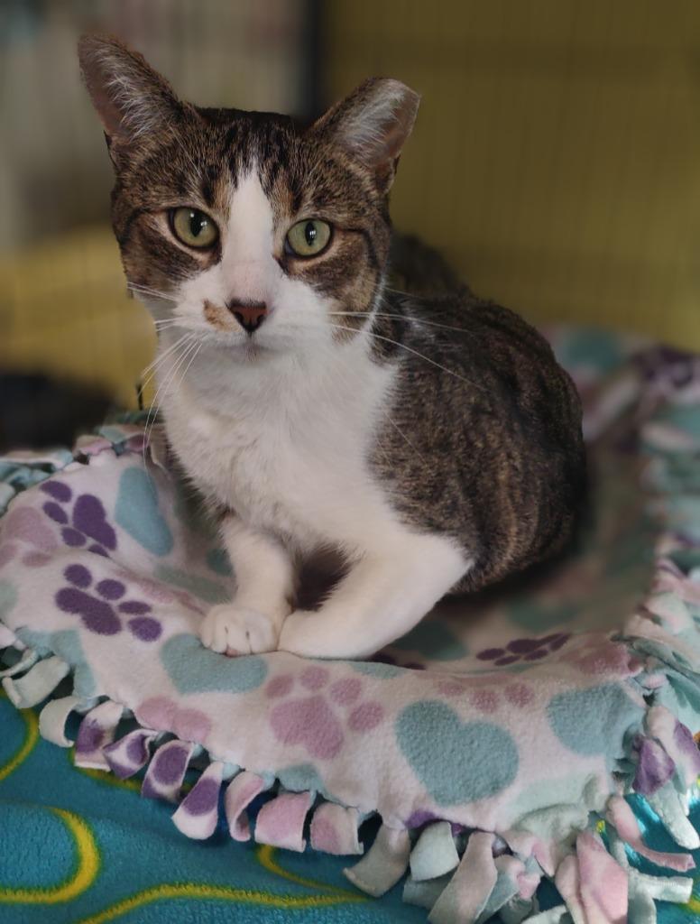 Enlarge Normeow Bates, a Adoptable mixed breed in Hamilton, OH image 1/2