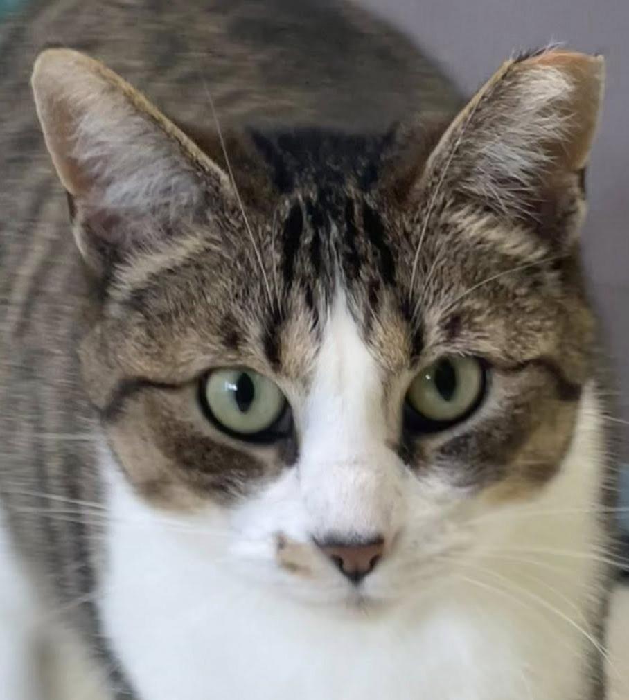 Enlarge Normeow Bates, a Adoptable mixed breed in Hamilton, OH image 1/4