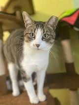 Enlarge Normeow Bates, a Adoptable mixed breed in Hamilton, OH image 4/4