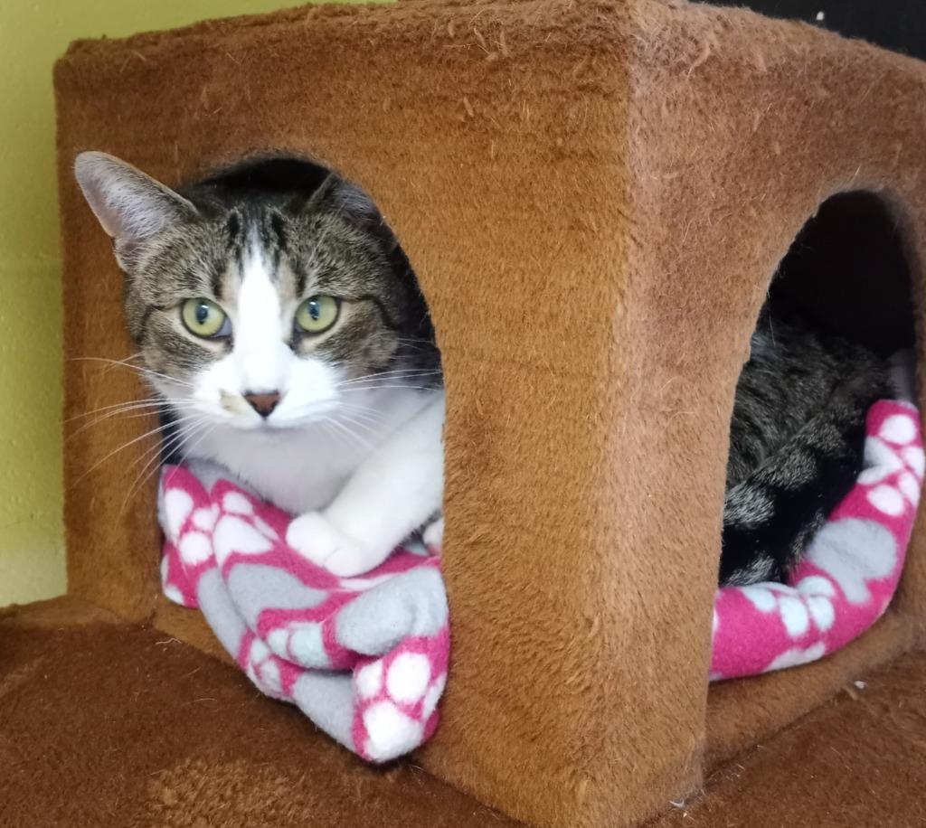 Enlarge Normeow Bates, a Adoptable mixed breed in Hamilton, OH image 2/2