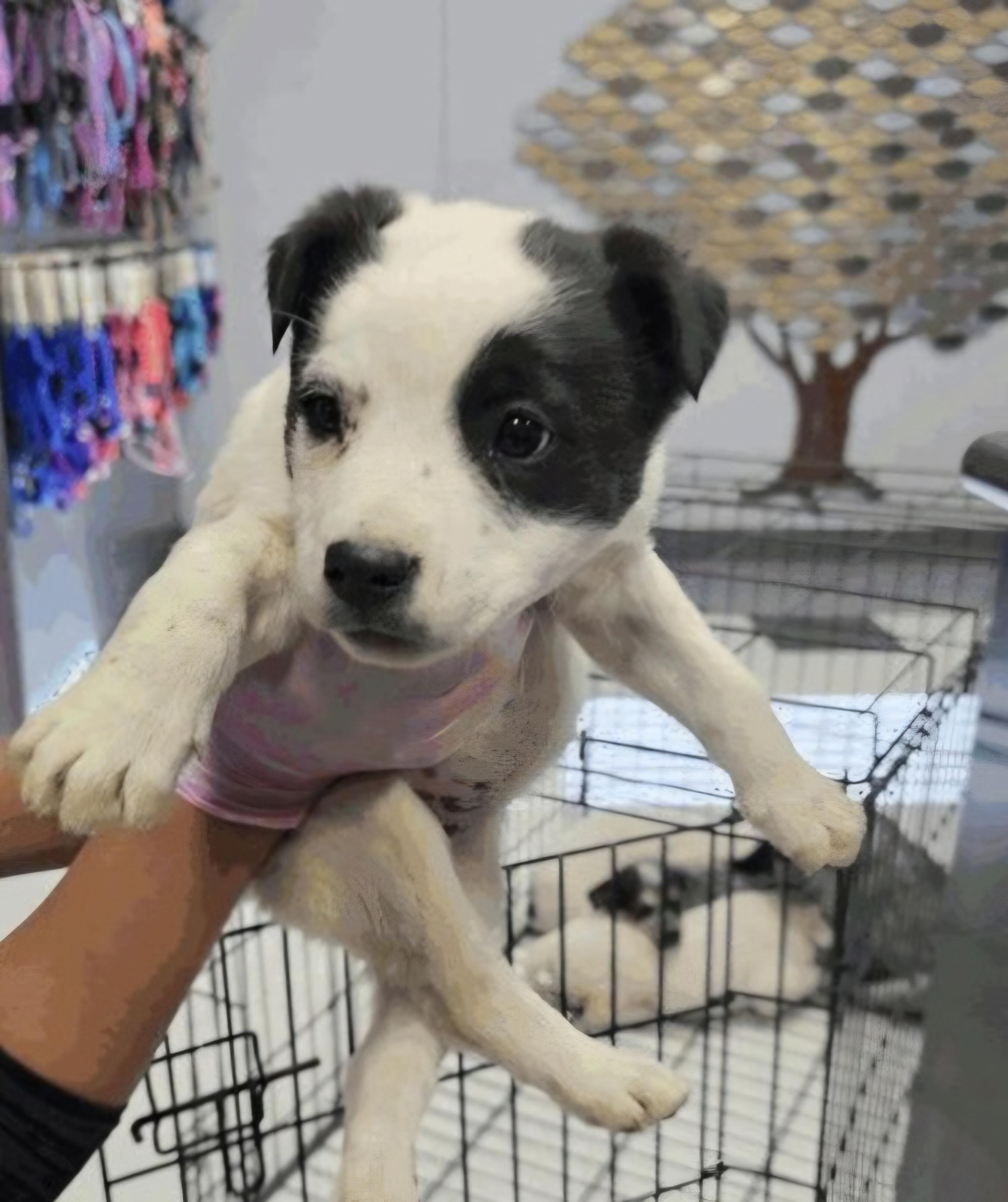 Enlarge JANIS, a ADOPTABLE mixed breed in Salt Lake City, UT image 2/2