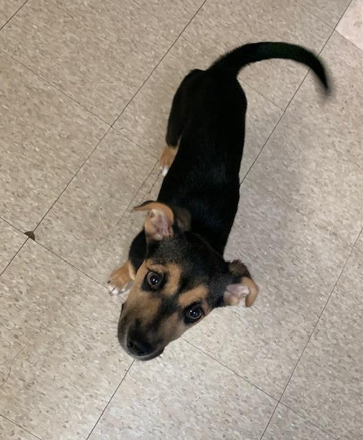 Enlarge Patrick, a ADOPTABLE mixed breed in Fair Oaks Ranch, TX image 5/5