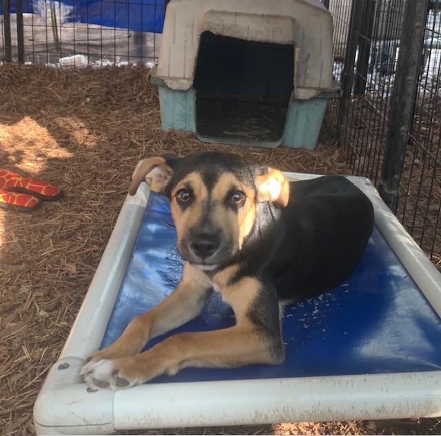 Enlarge Patrick, a ADOPTABLE mixed breed in Fair Oaks Ranch, TX image 2/5