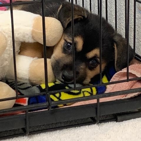 Enlarge Patrick, a ADOPTABLE mixed breed in Fair Oaks Ranch, TX image 2/2