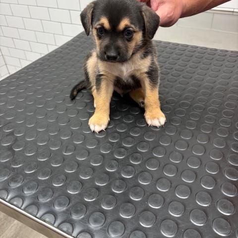 Enlarge Patrick, a ADOPTABLE mixed breed in Fair Oaks Ranch, TX image 1/2