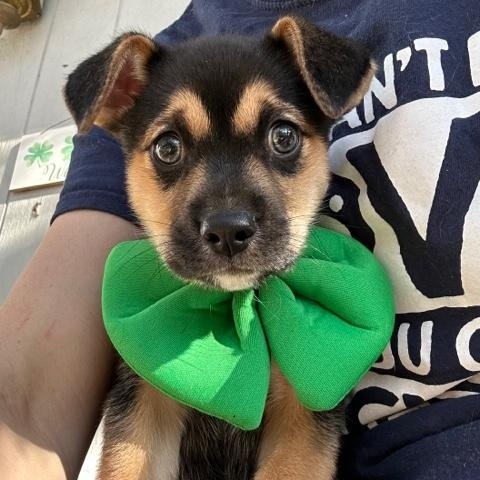 Patrick, ADOPTABLE, Puppy Male Shepherd.