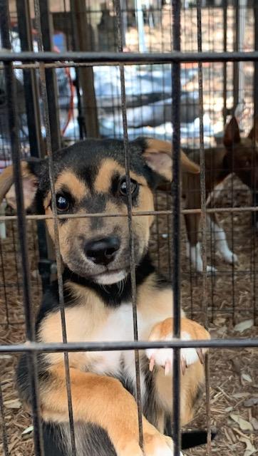 Patrick, a ADOPTABLE mixed breed in Fair Oaks Ranch, TX image 2/5