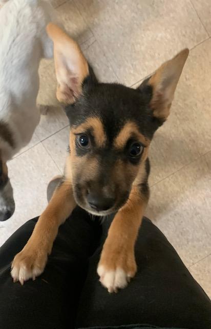 Enlarge Patrick, a ADOPTABLE mixed breed in Fair Oaks Ranch, TX image 2/4