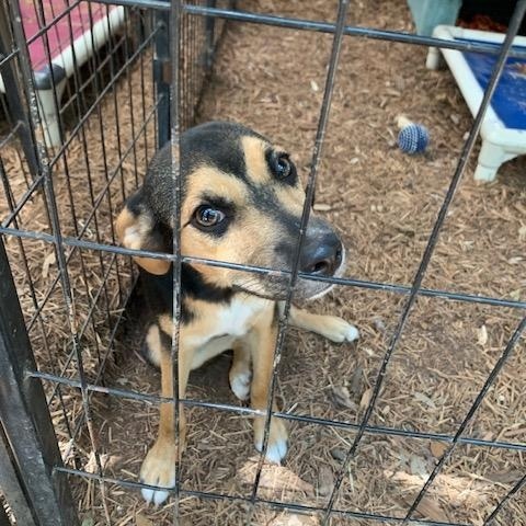Patrick, ADOPTABLE, Puppy Male Terrier.