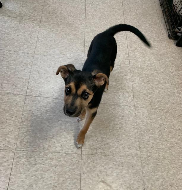 Enlarge Patrick, a ADOPTABLE mixed breed in Fair Oaks Ranch, TX image 2/5