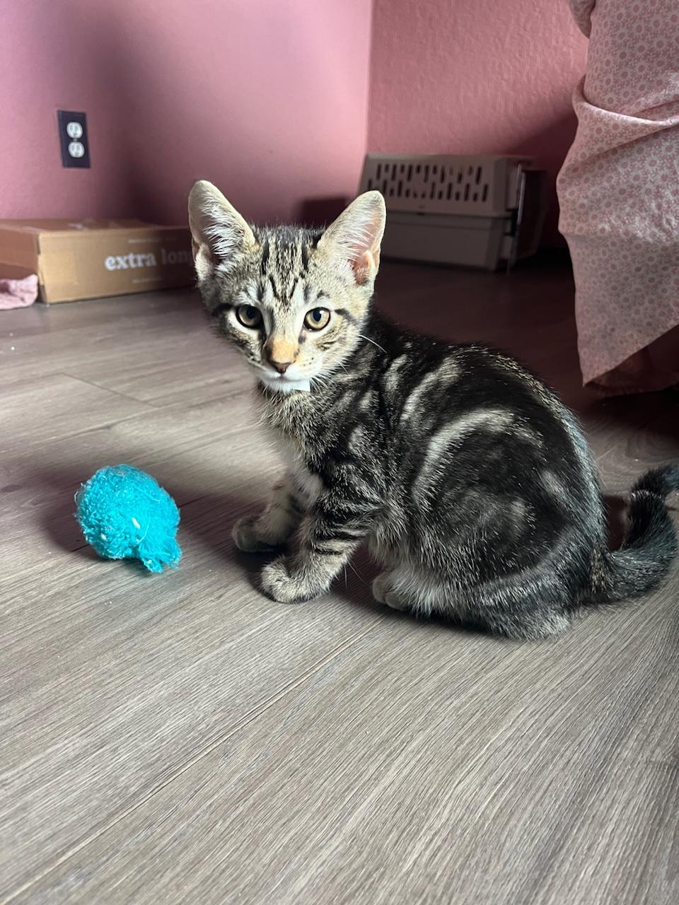 Enlarge Whale, a Adoptable Tabby in Eugene, OR image 1/1