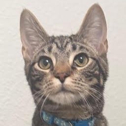 Whale, Adoptable, Young Male Tabby.
