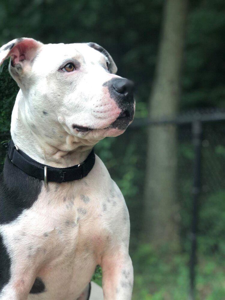 Enlarge Justus, a Adoptable Pit Bull Terrier in New York, NY image 1/3