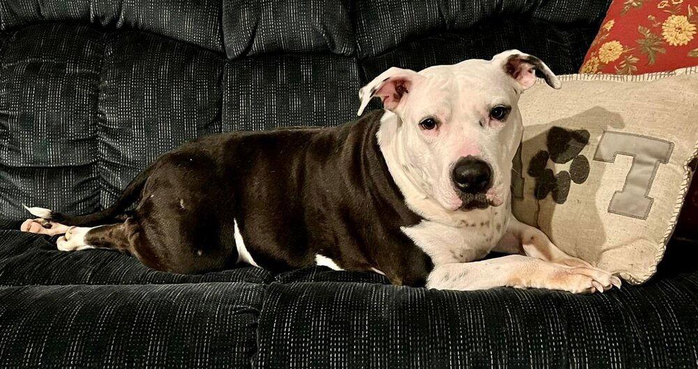 Enlarge Justus, a Adoptable Pit Bull Terrier in New York, NY image 2/3