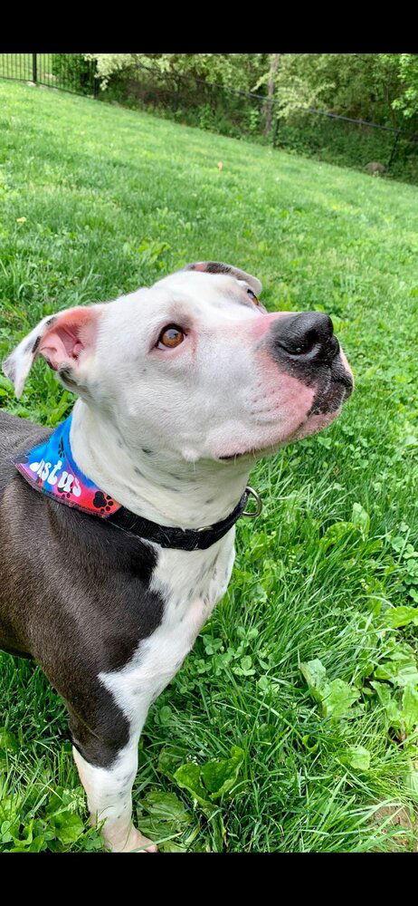 Enlarge Justus, a Adoptable Pit Bull Terrier in New York, NY image 3/3