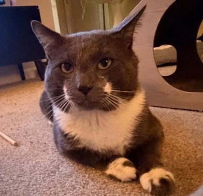 Jack May, Adoptable, Adult Male Domestic Short Hair & Domestic Short Hair.