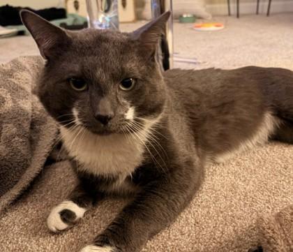 Jack May, Adoptable, Adult Male Domestic Short Hair & Domestic Short Hair.