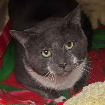 Enlarge Jack May, a Adoptable mixed breed in Hudson, MA image 2/3