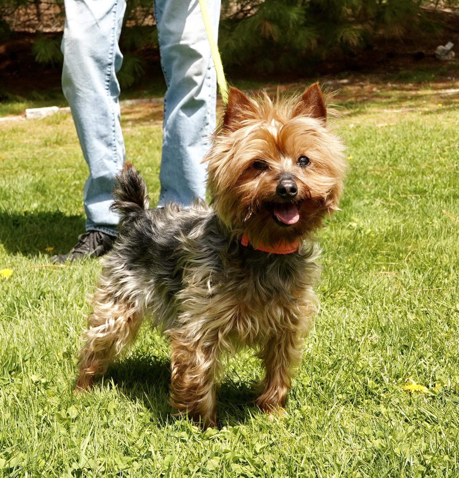 Shadow, Adoptable, Senior Male Yorkshire Terrier.