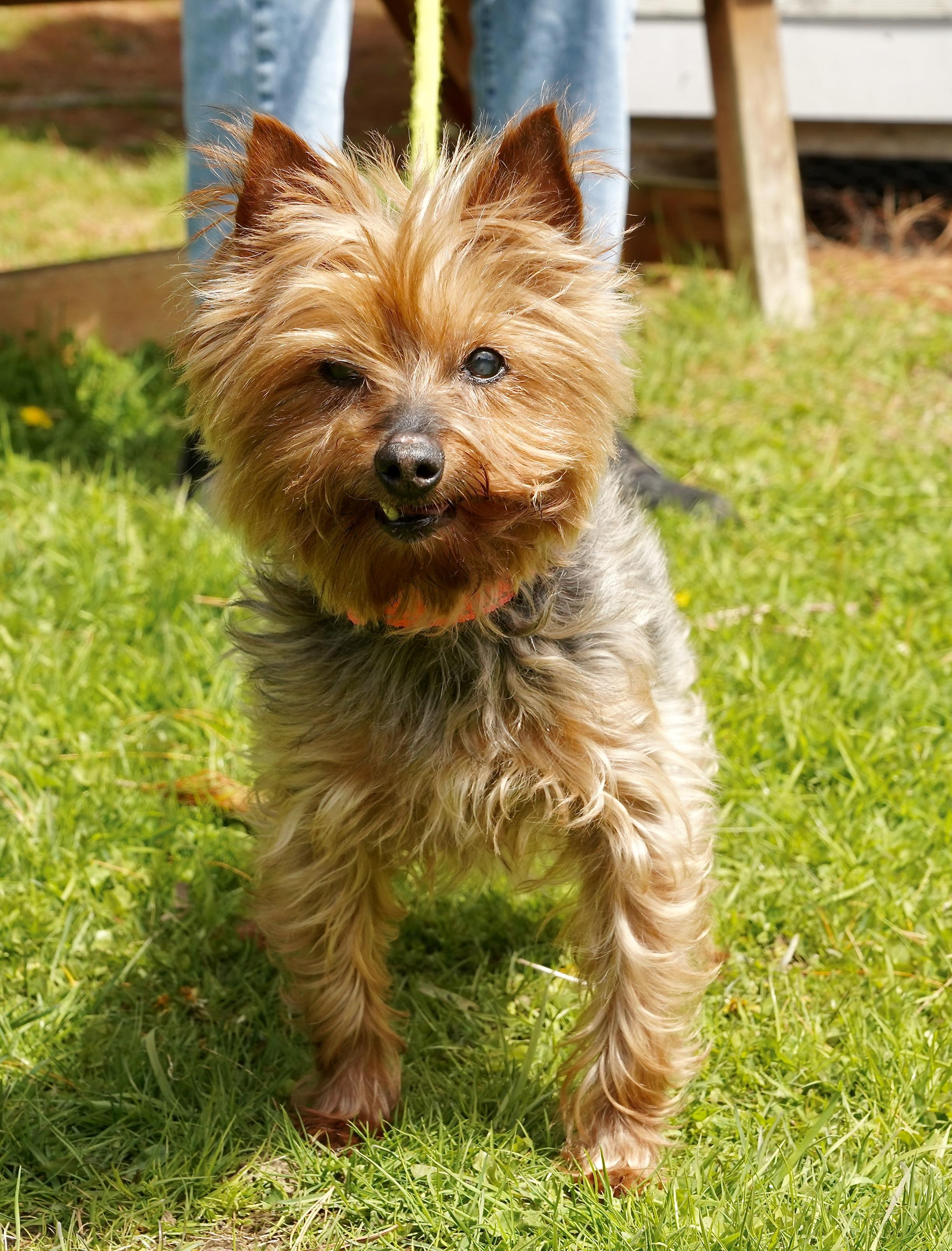 Enlarge Shadow, a Adoptable Yorkshire Terrier in Scituate, MA image 2/3