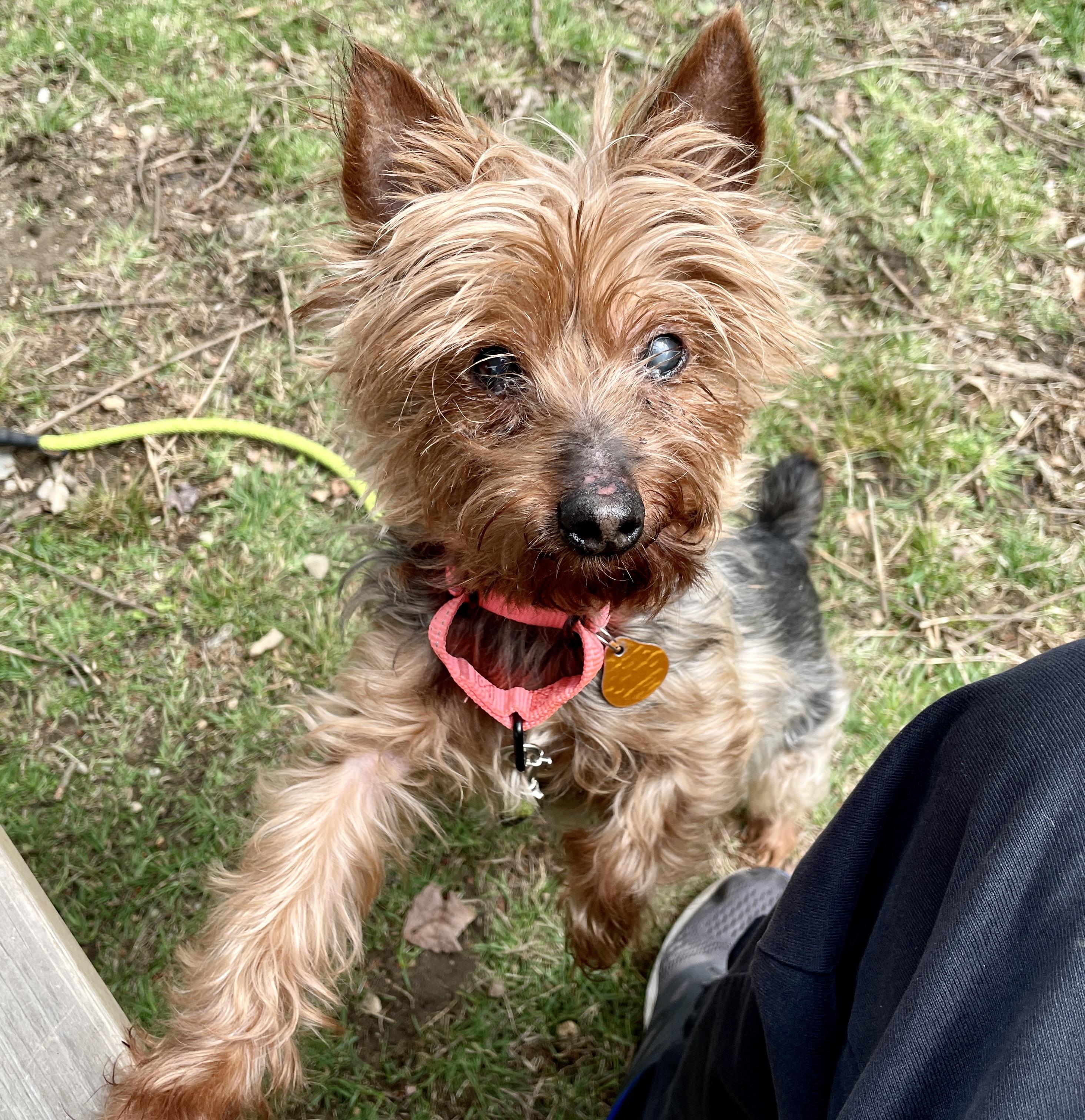 Enlarge Shadow, a Adoptable Yorkshire Terrier in Scituate, MA image 3/3