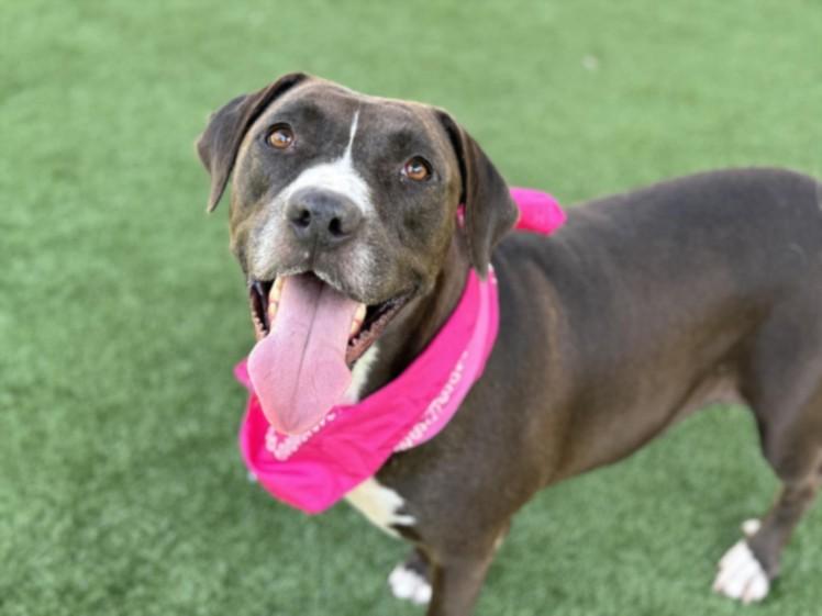 BAILEY, Adoptable, Adult Female Pit Bull Terrier.