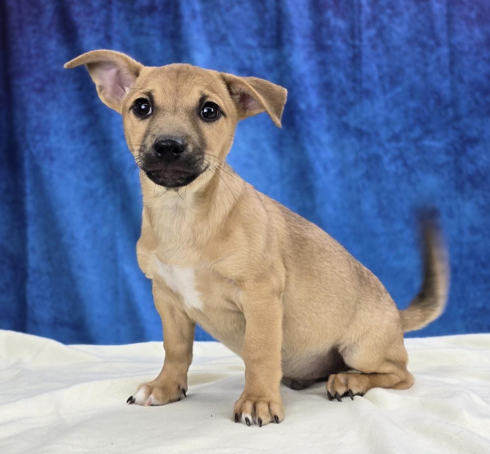 Art, a Adoptable mixed breed in Sedalia, CO image 1/5