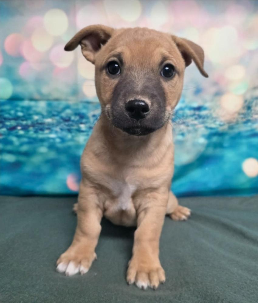 Art, a Adoptable mixed breed in Sedalia, CO image 2/5