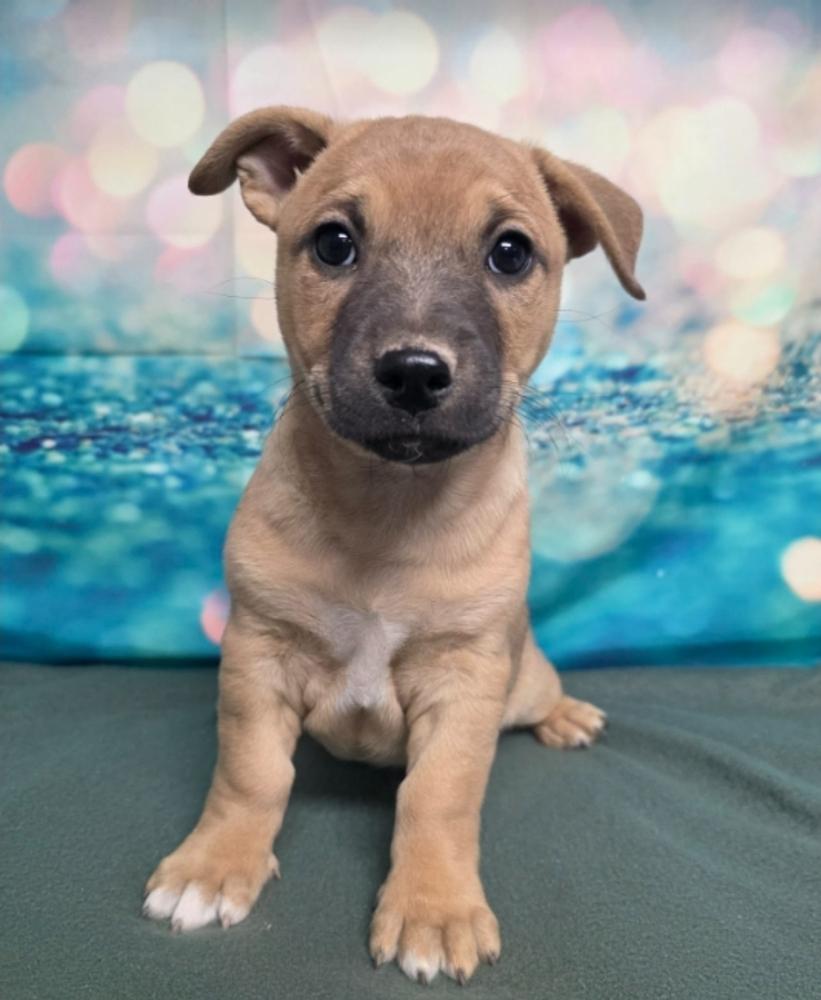 Art, a Adoptable mixed breed in Sedalia, CO image 3/5