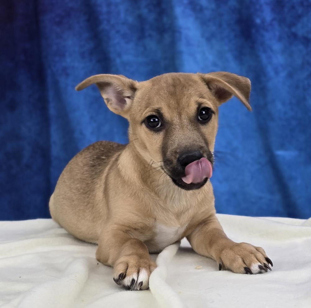 Art, a Adoptable mixed breed in Sedalia, CO image 5/5