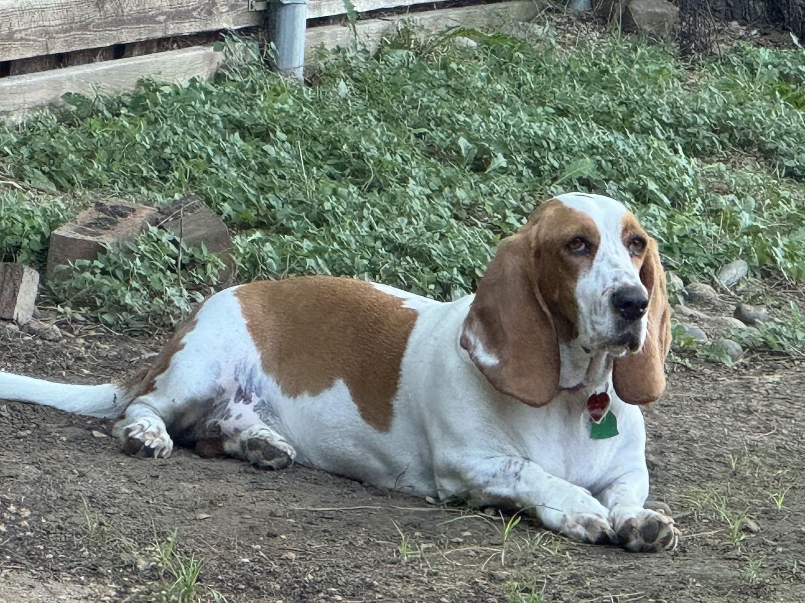Bix Caleen, Adopted, Adult Female Basset Hound.