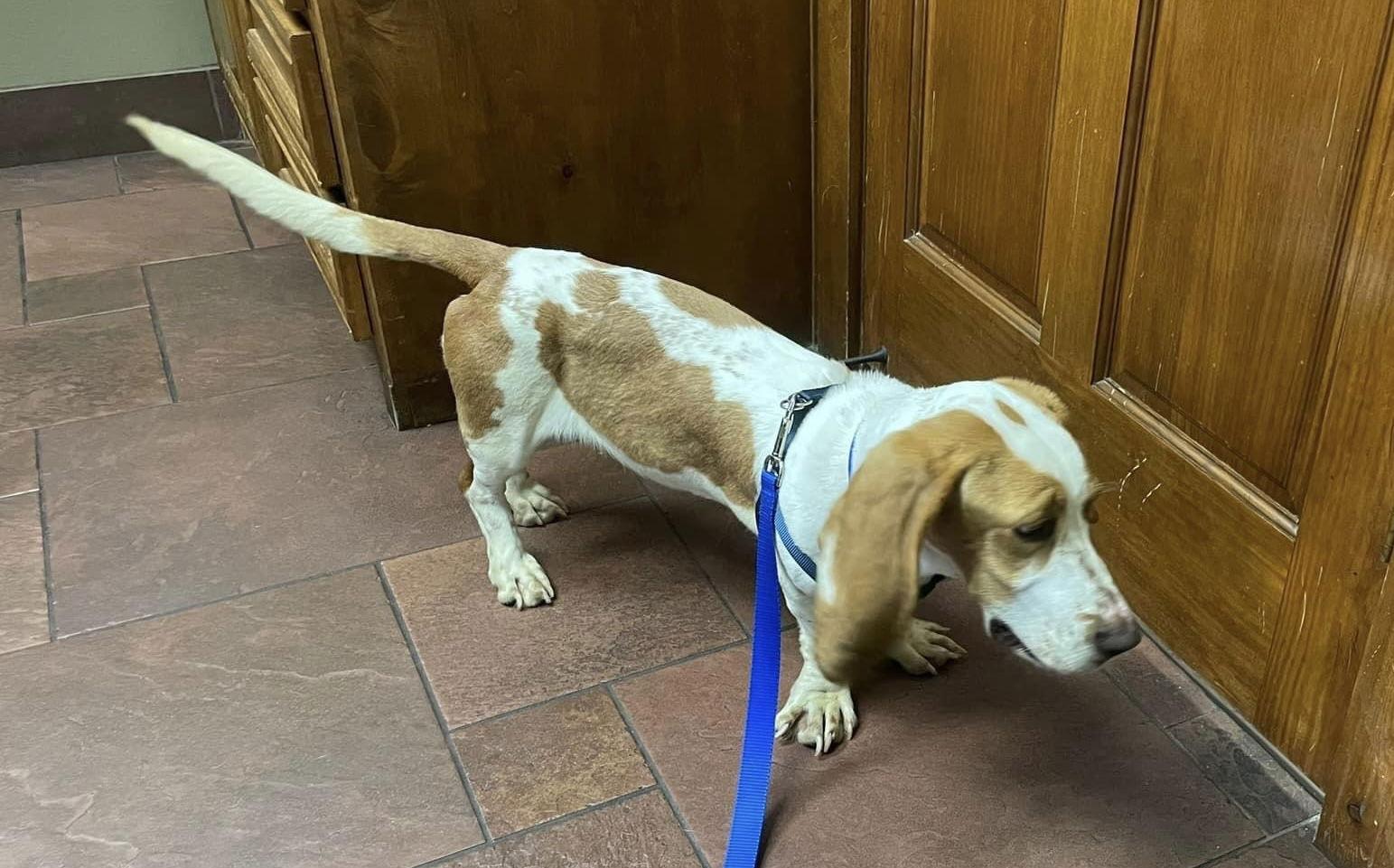 Bix Caleen, a Adopted Basset Hound in Grapevine, TX image 2/3